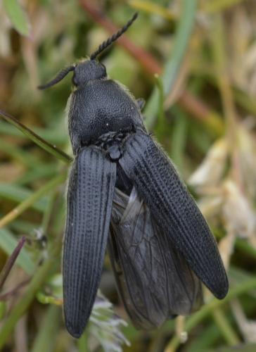 Melanotus punctolineatus